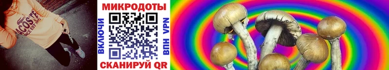 Галлюциногенные грибы Psilocybine cubensis Купить закладки Белозерск